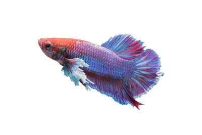 image d'un poisson betta